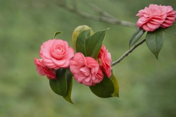花卉名貴排名榜_花卉名貴排名前十_名貴花卉排名