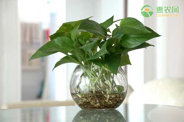 常見(jiàn)的水培植物有哪些？