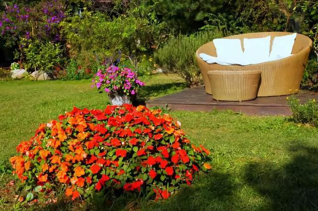 幾種花卉都是極其耐寒的，冬天在零度以下也能生長(zhǎng)良好