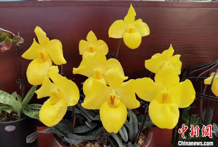 南京花卉市場(chǎng)_花卉南京市場(chǎng)有哪些_南京花卉市場(chǎng)營(yíng)業(yè)時(shí)間