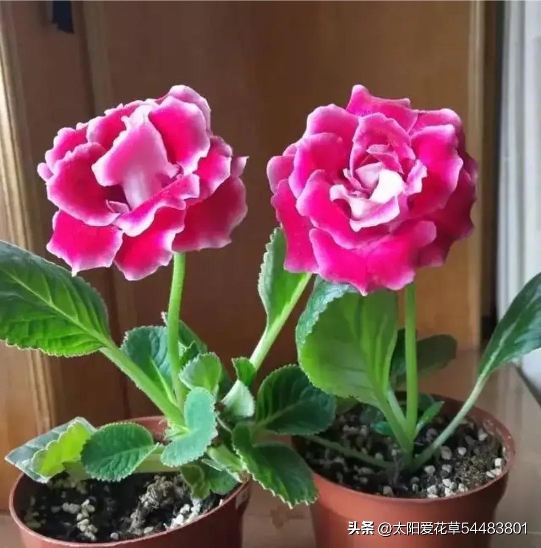 5種“喜陰花”，適合冬天養(yǎng)，不怕低溫和光少，開花美麗又喜慶