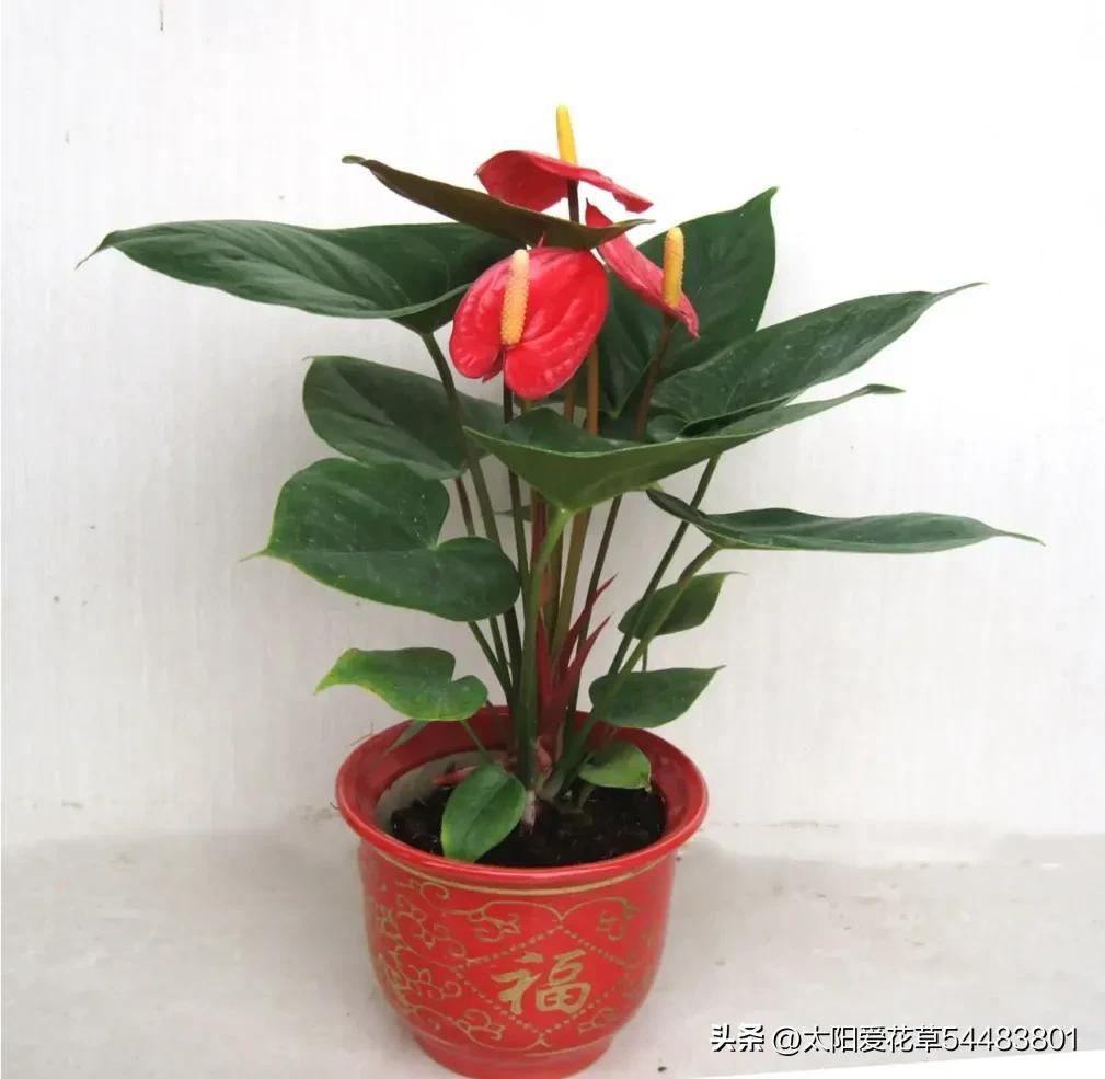 大巖桐花冬天開花嗎_大巖桐花為什么開一半不開了_大巖桐花冬天能開花嗎