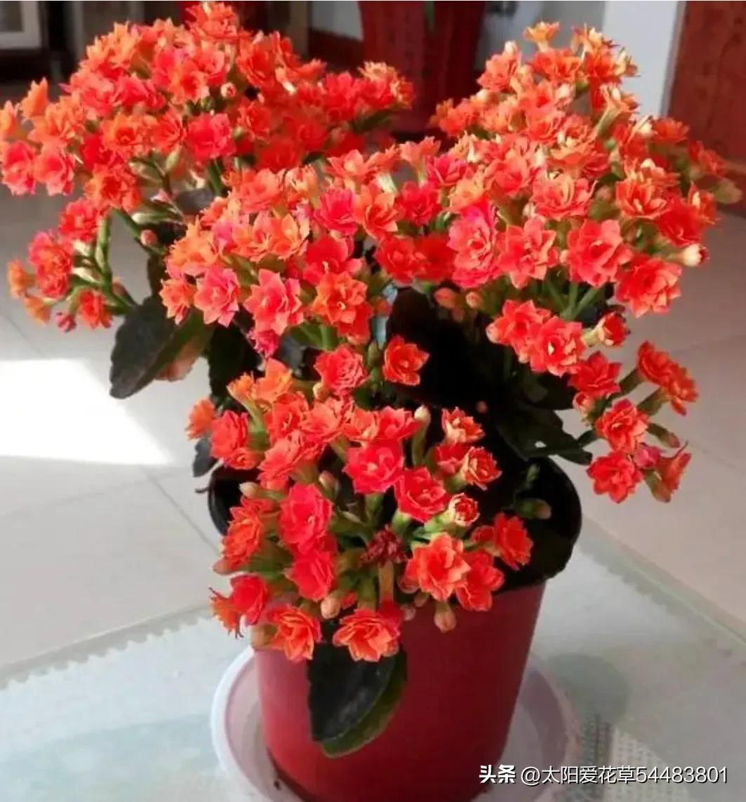 大巖桐花冬天開花嗎_大巖桐花為什么開一半不開了_大巖桐花冬天能開花嗎