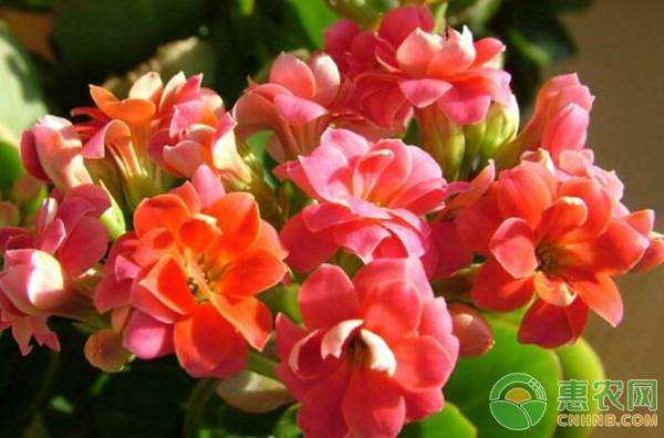 長壽花有毒嗎？怎么擺放好？