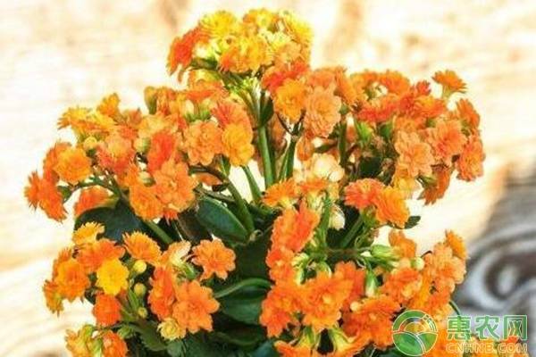 多肉植物長壽花圖片_長壽植物多肉花是什么樣的_長壽花是多肉植物嗎