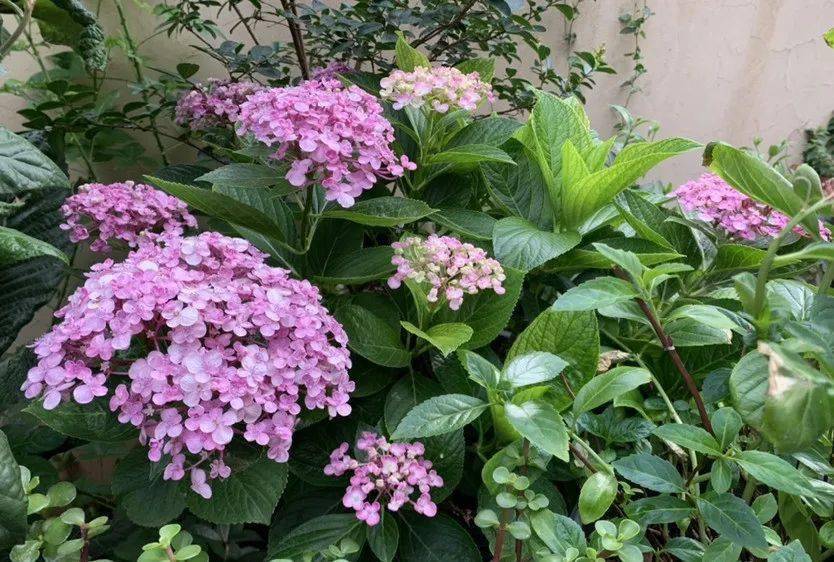 <strong>誰(shuí)說(shuō)陽(yáng)臺(tái)朝北養(yǎng)不了花？5種花，就適合北陽(yáng)臺(tái)，耐陰又皮實(shí)!</strong>