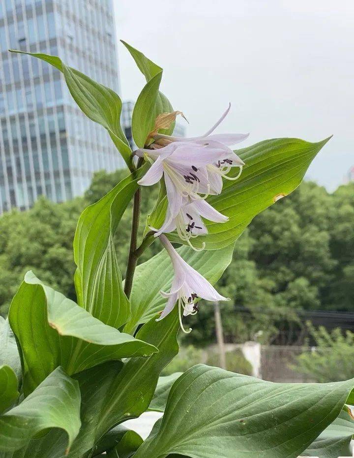陽臺朝北養(yǎng)什么植物好_朝北的陽臺適合養(yǎng)什么植物_陽臺養(yǎng)植物適合朝北還是朝南