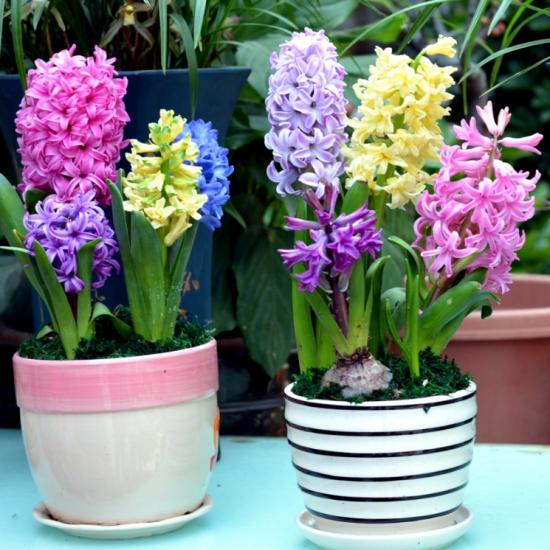 冬季里最耐寒的15種花卉，養(yǎng)得好能一直開(kāi)到年后