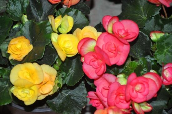 月份什么花_11月份適合養(yǎng)什么花_幾月買花好養(yǎng)