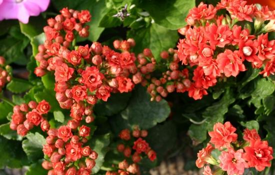 11月份適合養(yǎng)什么花_幾月買花好養(yǎng)_月份什么花