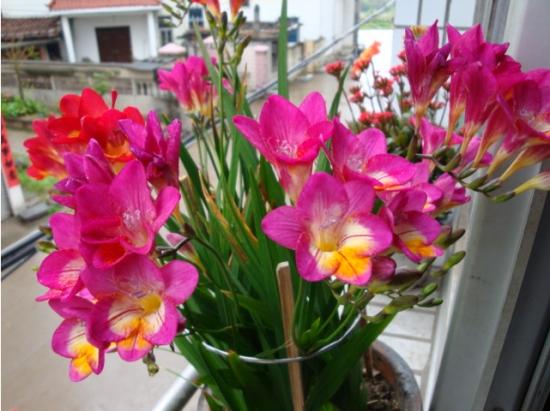 11月份適合養(yǎng)什么花_幾月買花好養(yǎng)_月份什么花