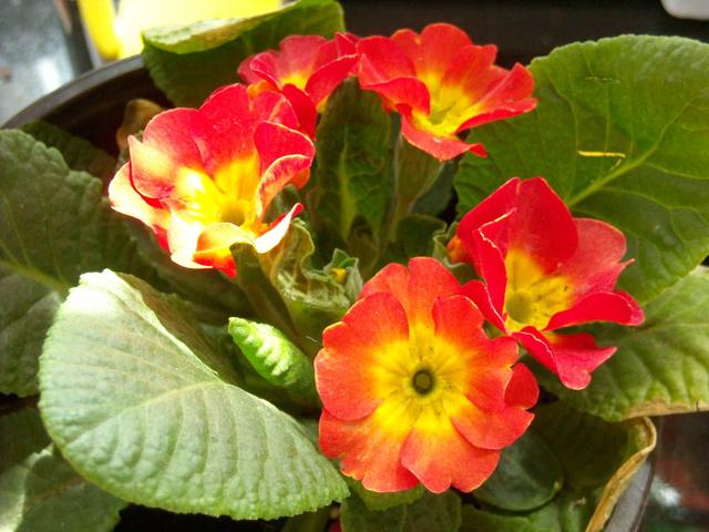 幾月買花好養(yǎng)_11月份適合養(yǎng)什么花_月份什么花