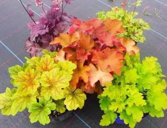 月份什么花_幾月買花好養(yǎng)_11月份適合養(yǎng)什么花