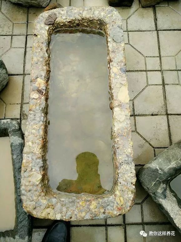 葉子養(yǎng)日常多肉好嗎_葉子養(yǎng)多肉的日常_葉子養(yǎng)多肉的日常生活