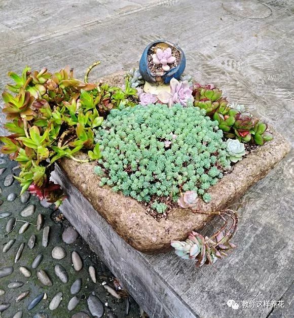 葉子養(yǎng)日常多肉好嗎_葉子養(yǎng)多肉的日常_葉子養(yǎng)多肉的日常生活