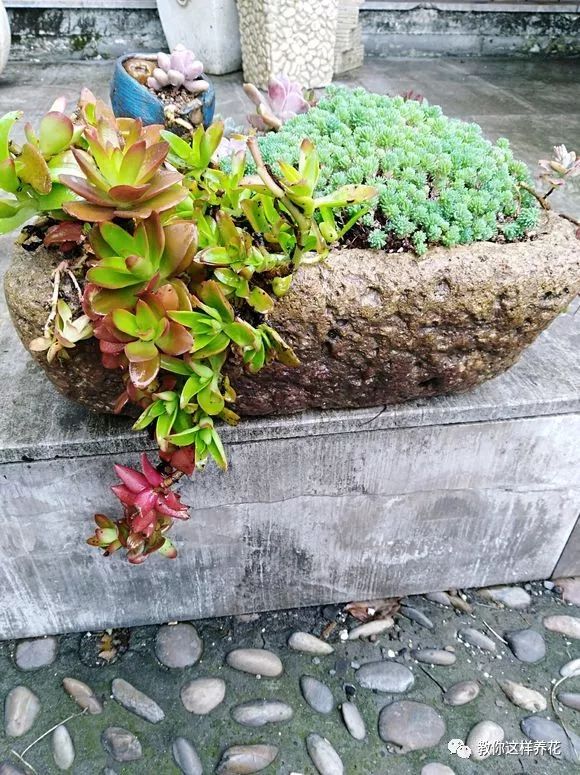 葉子養(yǎng)多肉的日常_葉子養(yǎng)日常多肉好嗎_葉子養(yǎng)多肉的日常生活