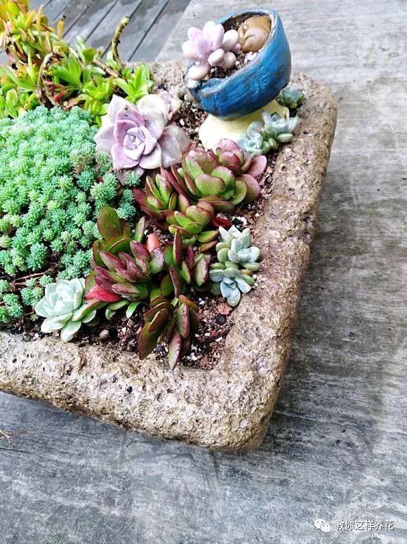 葉子養(yǎng)多肉的日常_葉子養(yǎng)日常多肉好嗎_葉子養(yǎng)多肉的日常生活