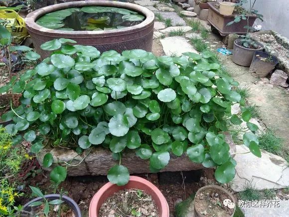 葉子養(yǎng)日常多肉好嗎_葉子養(yǎng)多肉的日常_葉子養(yǎng)多肉的日常生活