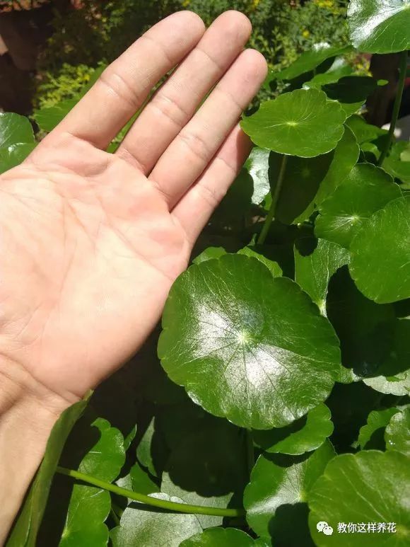 葉子養(yǎng)多肉的日常生活_葉子養(yǎng)日常多肉好嗎_葉子養(yǎng)多肉的日常