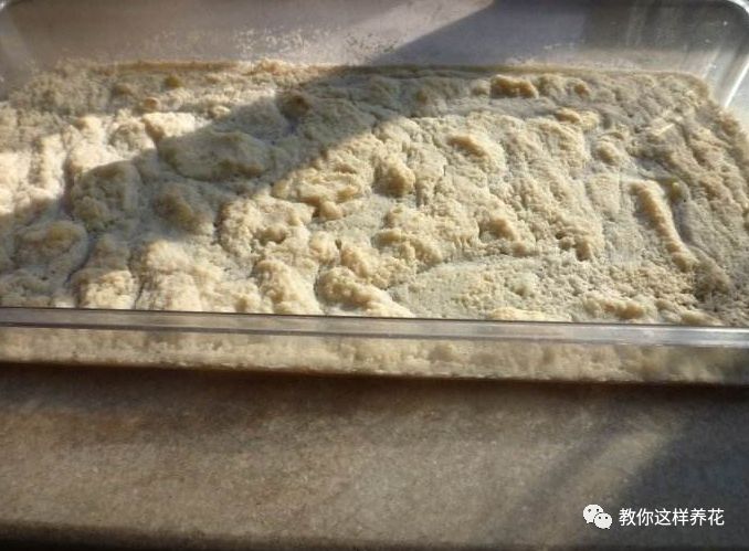 葉子養(yǎng)多肉的日常_葉子養(yǎng)多肉的日常生活_葉子養(yǎng)日常多肉好嗎