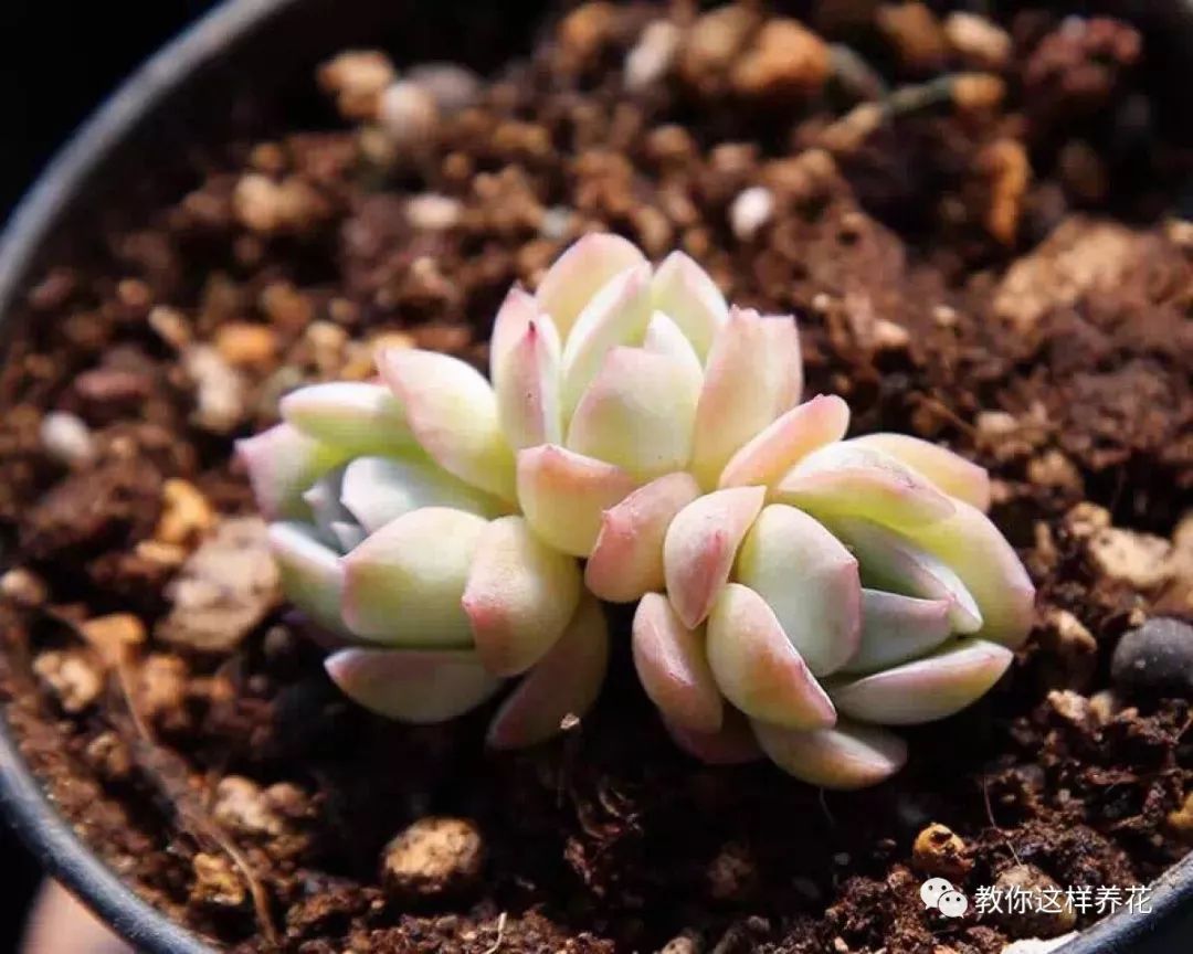 葉子養(yǎng)多肉的日常生活_葉子養(yǎng)多肉的日常_葉子養(yǎng)日常多肉好嗎