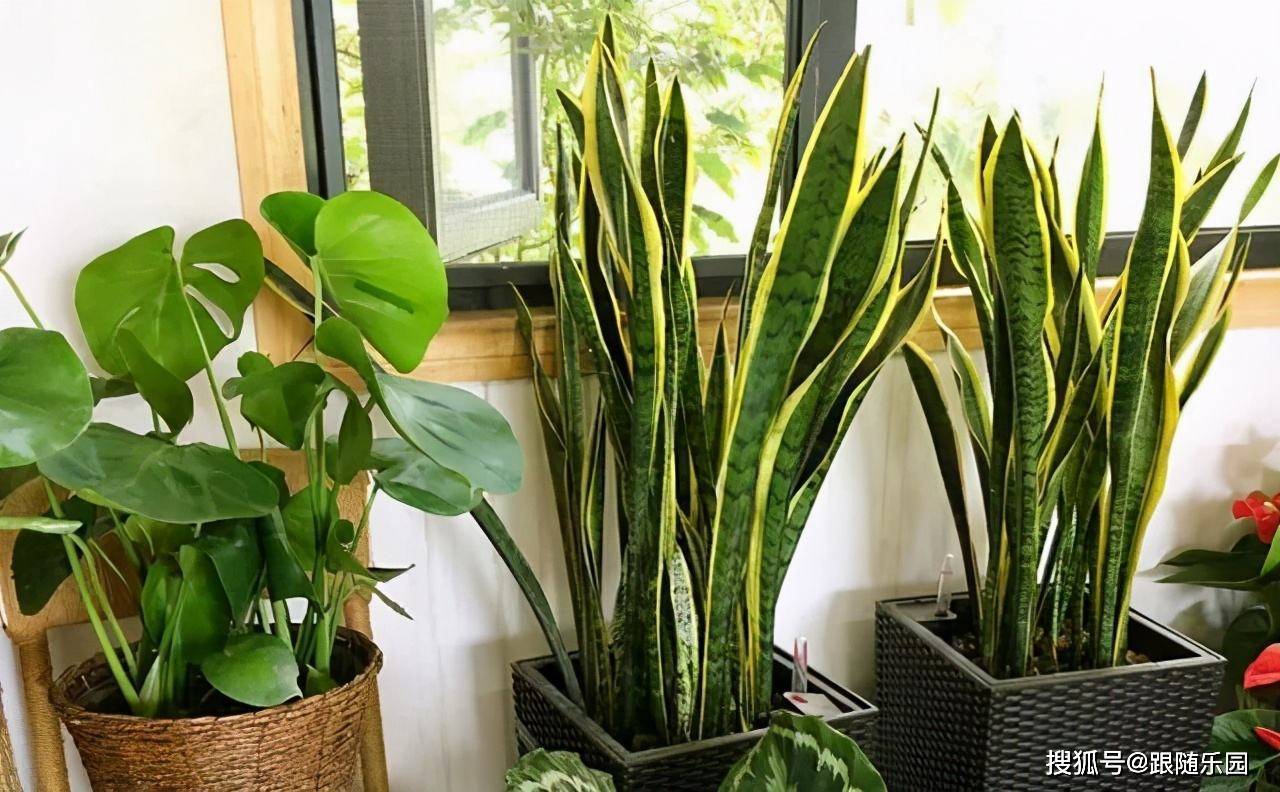 室內(nèi)養(yǎng)虎皮蘭有什么好處_虎皮蘭適合室內(nèi)養(yǎng)還是室外養(yǎng)_室內(nèi)養(yǎng)虎皮蘭好不好