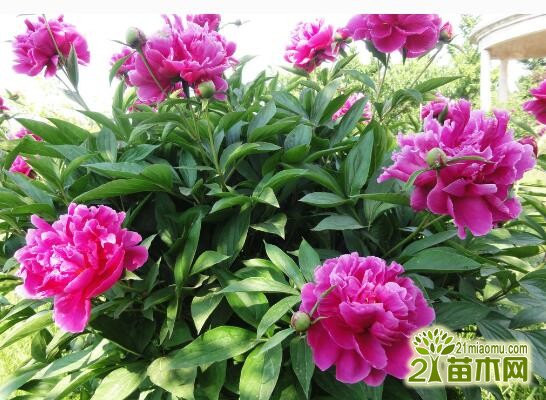 芍藥花怎么養(yǎng)_養(yǎng)芍藥花真的不吉利嗎_養(yǎng)芍藥花在院子里好嗎