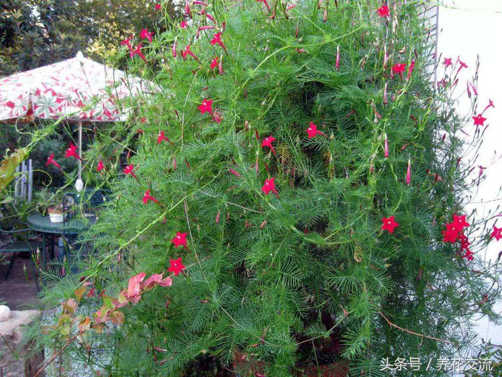 花卉盆栽適合什么土壤_適合盆栽的花卉_花卉盆栽適合的土壤