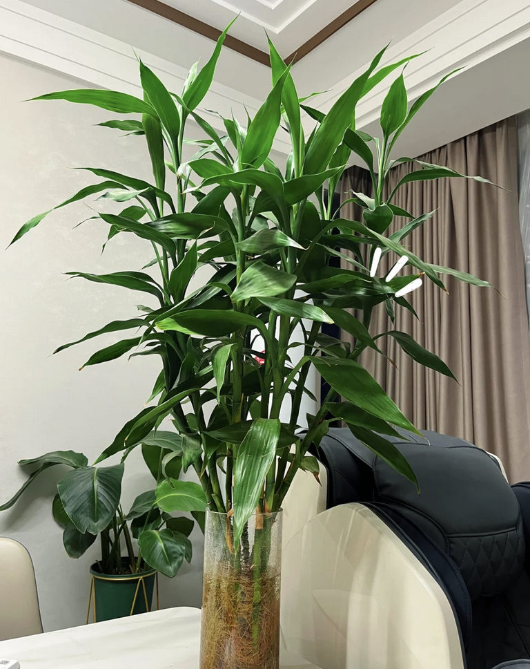 客廳養(yǎng)花擺放圖片_客廳養(yǎng)花有什么講究_客廳養(yǎng)什么花