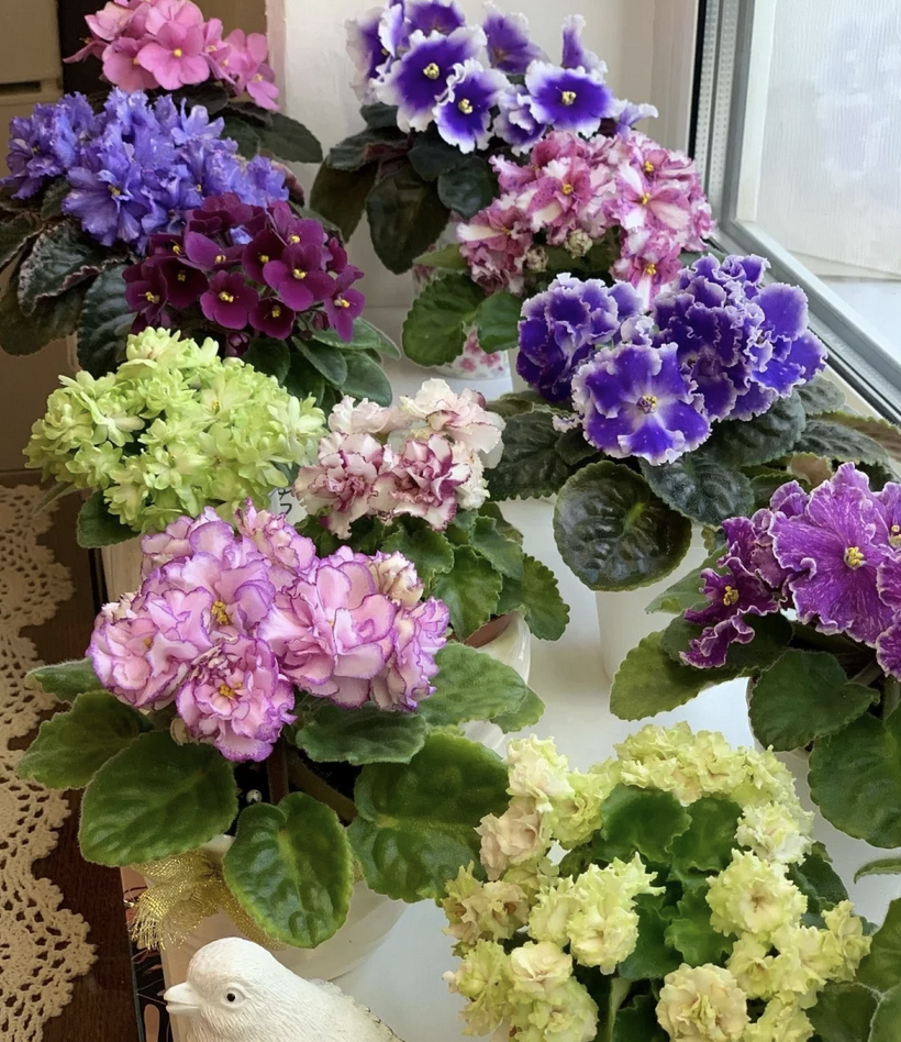 客廳養(yǎng)花擺放圖片_客廳養(yǎng)什么花_客廳養(yǎng)花有什么講究