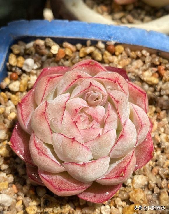 最受歡迎的10大多肉品種，顏值很高，深受花友喜歡，你養(yǎng)了嗎