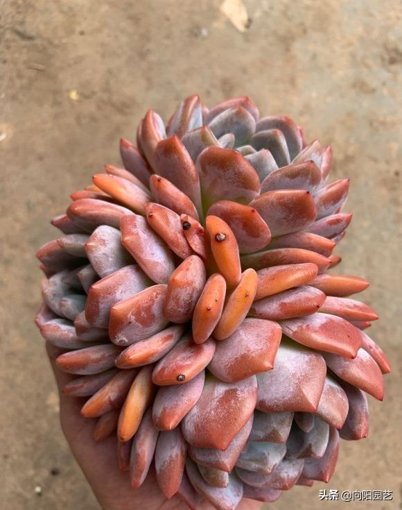 桃蛋多肉的特點_桃蛋漂亮品種多肉好養(yǎng)嗎_多肉桃蛋哪個品種最漂亮