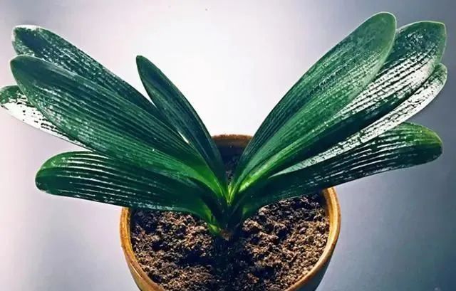 在家養(yǎng)綠植對身體有好處嗎_在家養(yǎng)綠植適合放什么_適合在家養(yǎng)的綠植