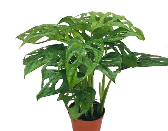 在家養(yǎng)綠植對身體有好處嗎_適合在家養(yǎng)的綠植_在家養(yǎng)綠植適合放什么