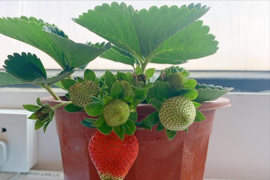 酸性花卉大全_種花酸性物質(zhì)_酸性花卉有哪些