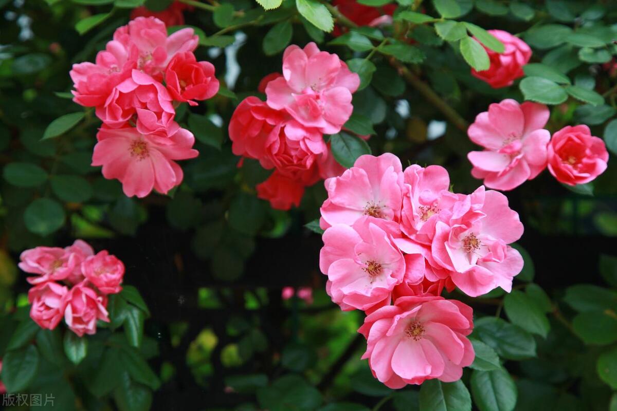 酸性花卉大全_酸性花卉有哪些_種花酸性物質(zhì)