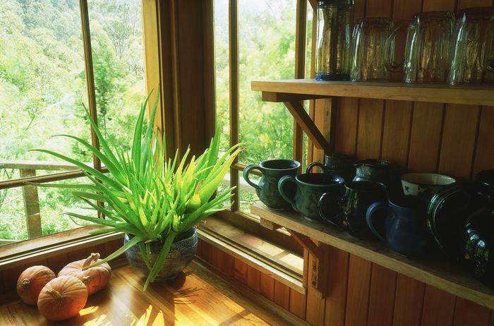 養(yǎng)在室內(nèi)最喜歡光照的植物，這7種都不怕陽光直射