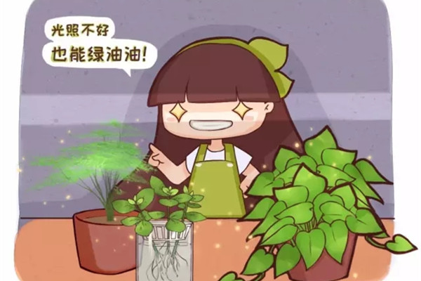 這20種花，家里光照不好也能綠油油