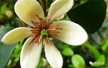 室內(nèi)養(yǎng)適合見花的花盆_室內(nèi)適合養(yǎng)什么花招財_不見光的室內(nèi)適合養(yǎng)的花