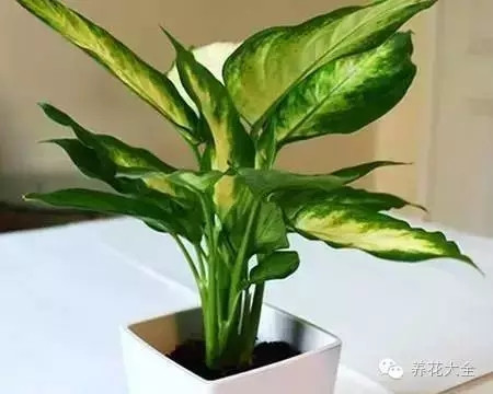 不見光的室內(nèi)適合養(yǎng)的花_室內(nèi)養(yǎng)適合見花的花盆_室內(nèi)適合養(yǎng)什么花招財