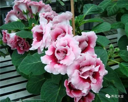 不見光的室內(nèi)適合養(yǎng)的花_室內(nèi)適合養(yǎng)什么花招財_室內(nèi)養(yǎng)適合見花的花盆