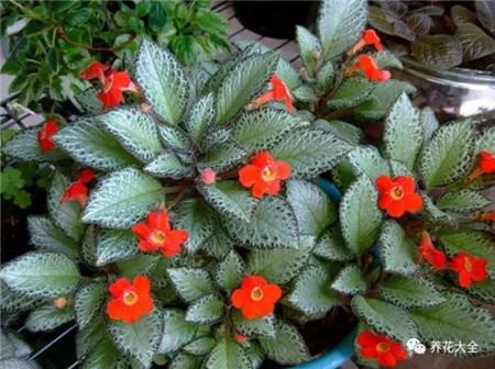 室內(nèi)適合養(yǎng)什么花招財_不見光的室內(nèi)適合養(yǎng)的花_室內(nèi)養(yǎng)適合見花的花盆