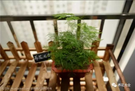 不見光的室內(nèi)適合養(yǎng)的花_室內(nèi)養(yǎng)適合見花的花盆_室內(nèi)適合養(yǎng)什么花招財