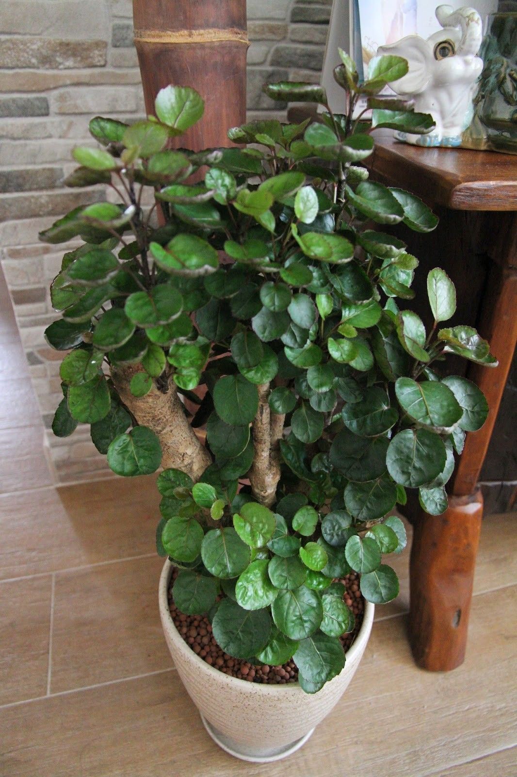 養(yǎng)在客廳的大型綠植，凈化空氣的能力是盆栽的10倍