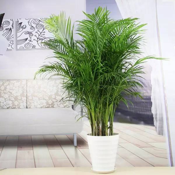 客廳養(yǎng)大型綠植適合什么花盆_客廳養(yǎng)大型綠植適合什么花_適合養(yǎng)在客廳的大型綠植