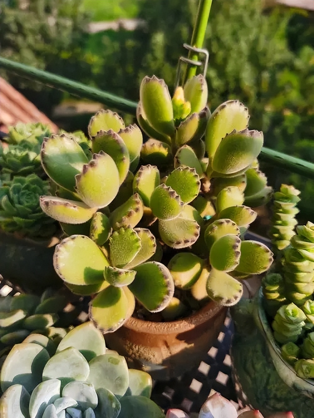 越養(yǎng)越旺的5種多肉植物，皮實好養(yǎng)愛爆盆，看看你喜歡哪種？