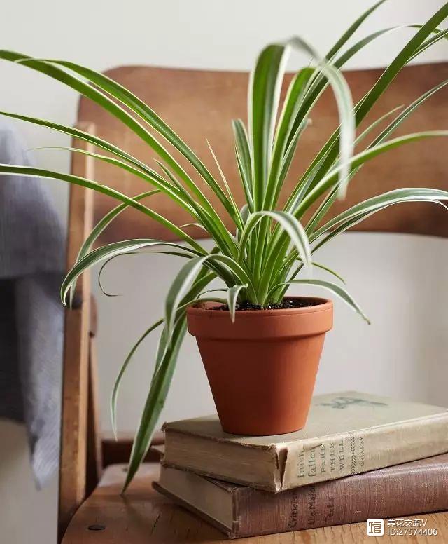 新房吸甲醛的植物最厲害的7種，少一種都不樂意