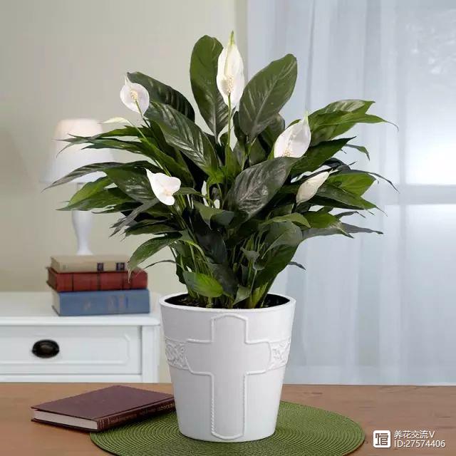 吸尼古丁的室內植物_室內吸植物尼古丁怎么辦_室內吸植物尼古丁的危害