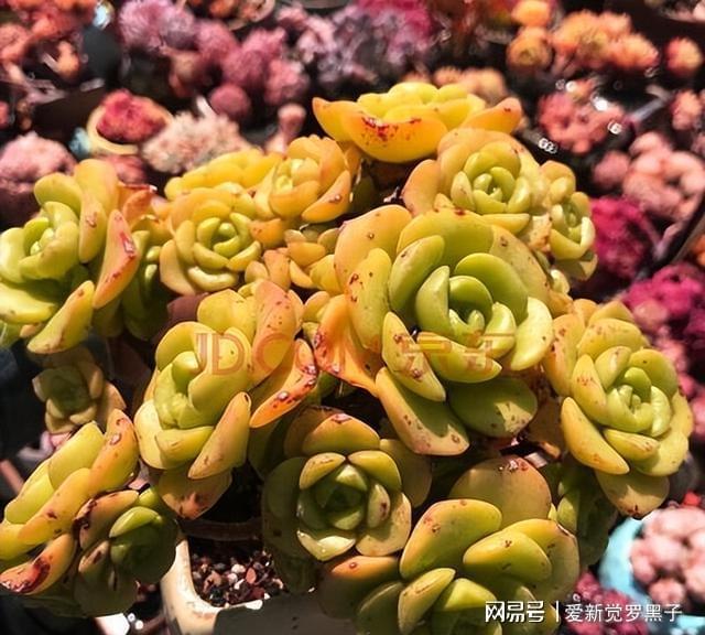 多肉阿倫培用什么土_多肉植物阿倫培好養(yǎng)嗎_阿倫培多肉好養(yǎng)嗎