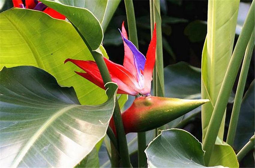 室內(nèi)養(yǎng)綠植好嗎_室內(nèi)養(yǎng)什么綠植好_室內(nèi)養(yǎng)綠植好處